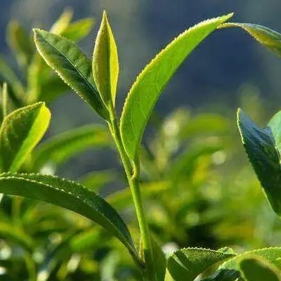 钾肥对茶树的作用