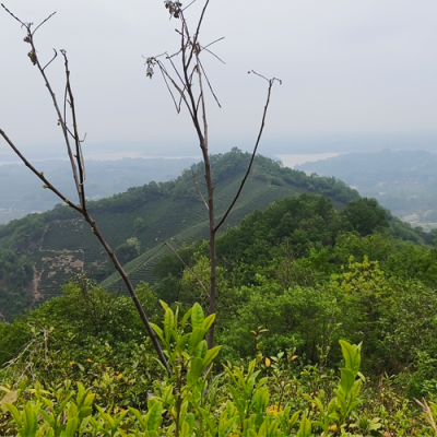 2025高山粗放茶园