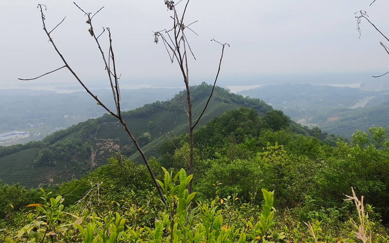 2025高山粗放茶园