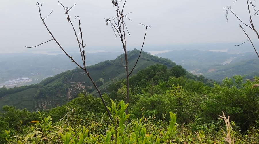 2025高山粗放茶园